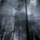 Foggy forest.thumb